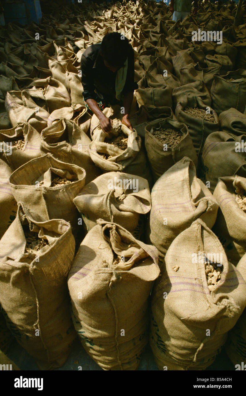 Hessian sacchi pieni di stelo zenzero Cochin Kerala India Asia Foto Stock