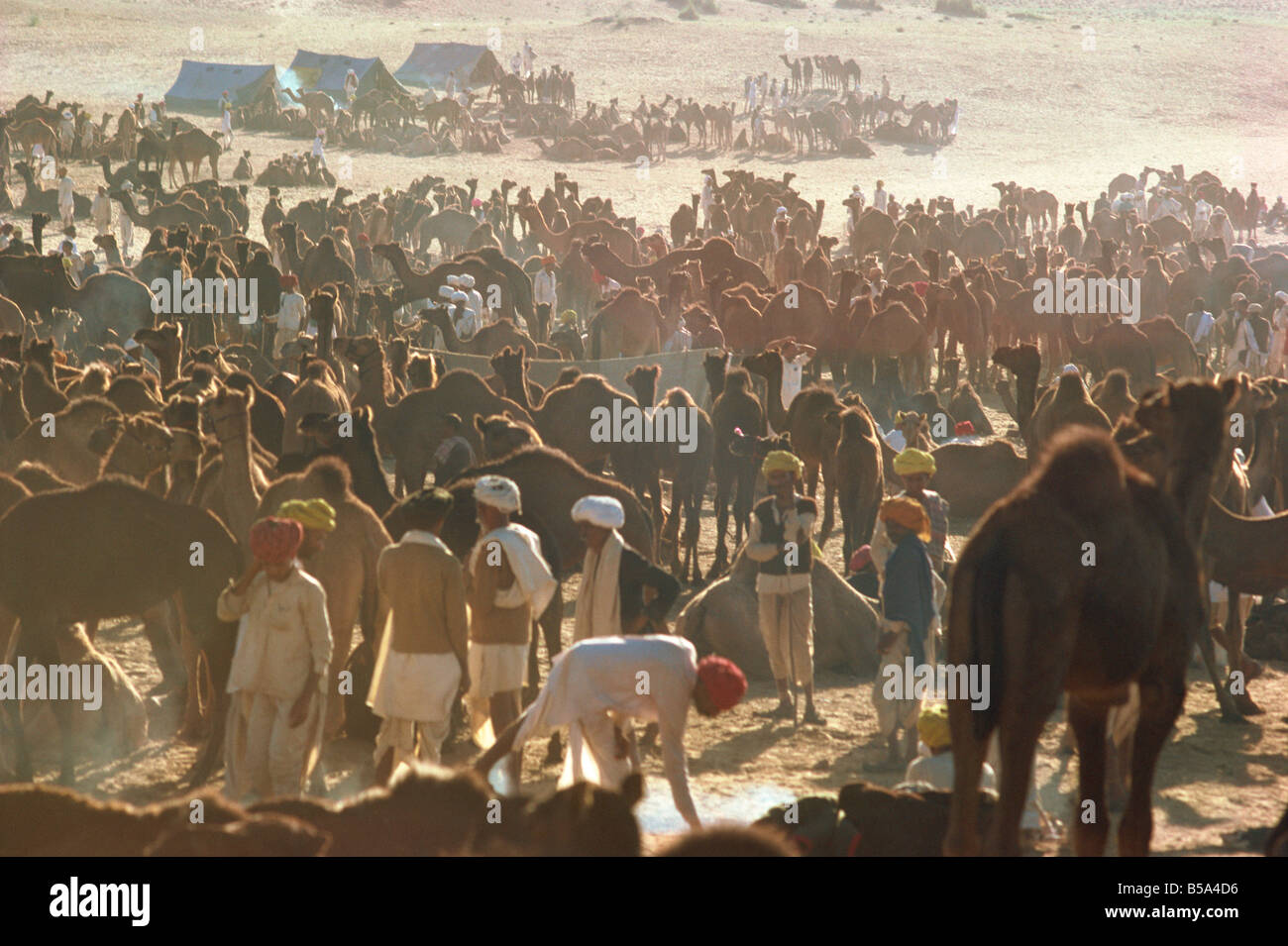 Camel Fair Pushkar Rajasthan India Asia Foto Stock