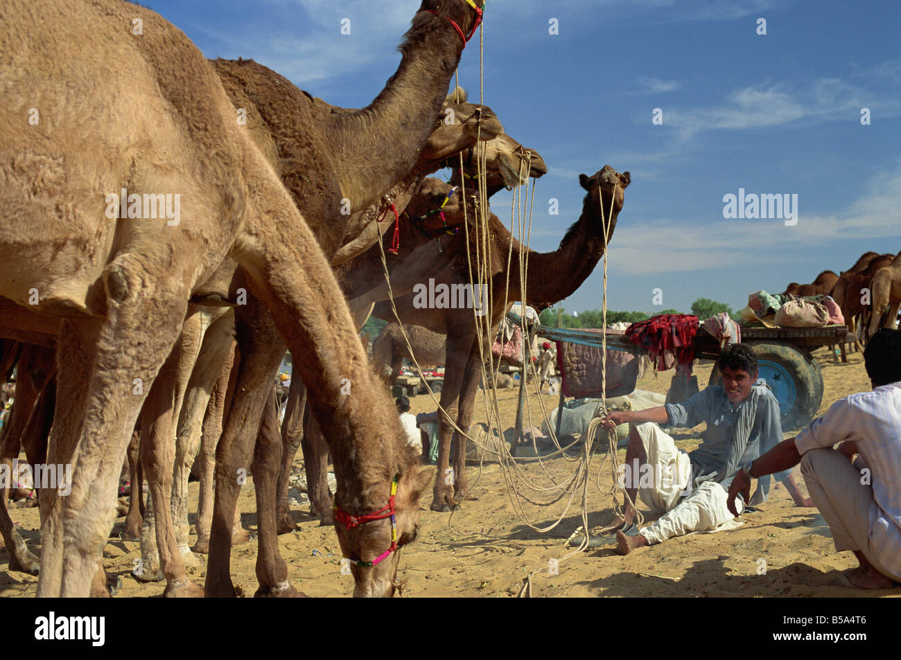 Due anni di cammelli hanno comprato e venduto, Camel Fair, Pushkar, stato del Rajasthan, India Foto Stock