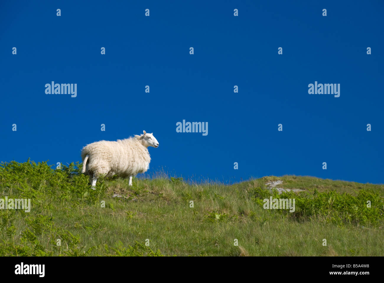 Pecora sulle colline gallesi contro il cielo blu Foto Stock