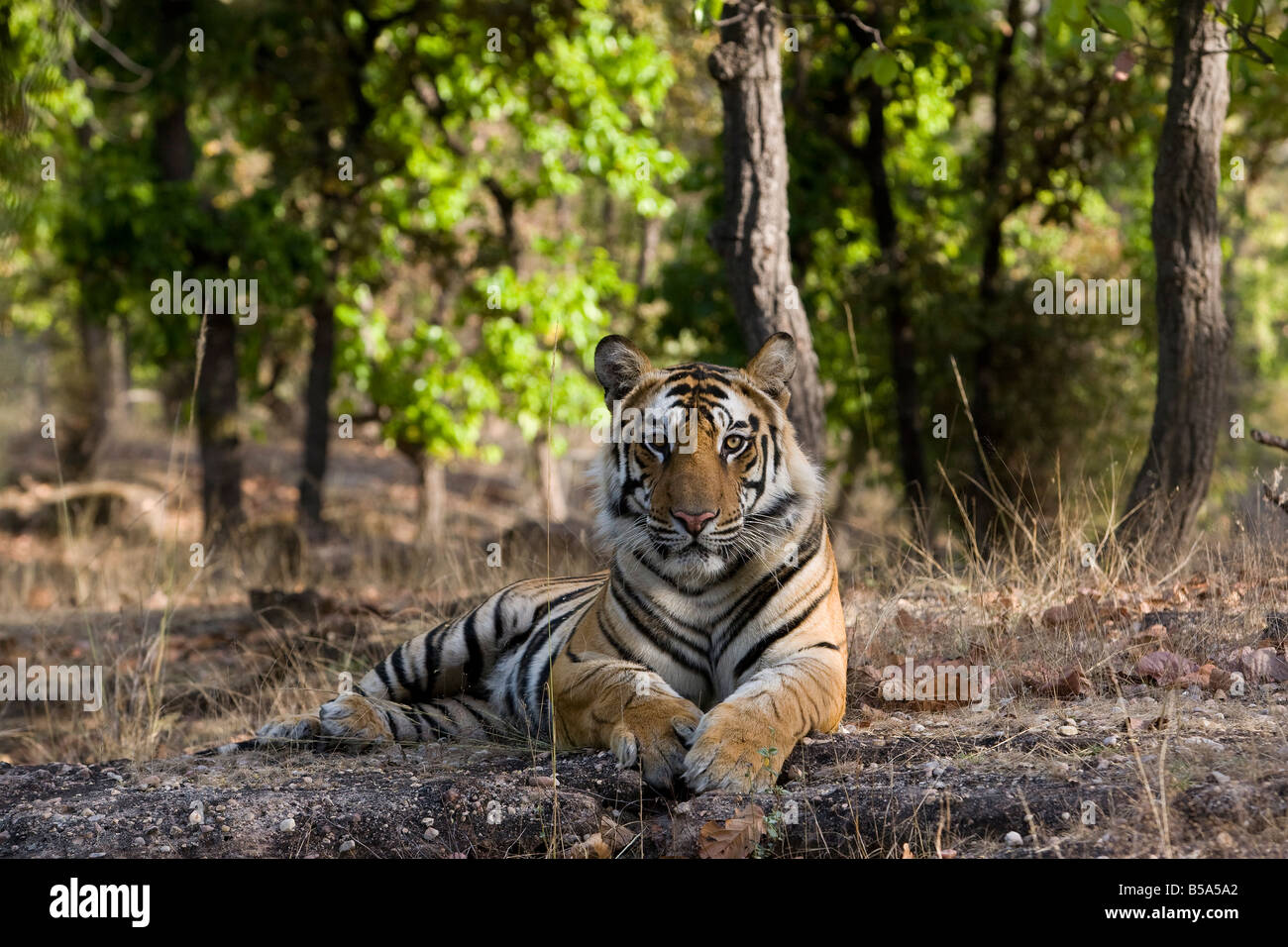 Indian Tiger (tigre del Bengala) (Panthera tigris tigris), Bandhavgarh National Park, Madhya Pradesh, India Foto Stock