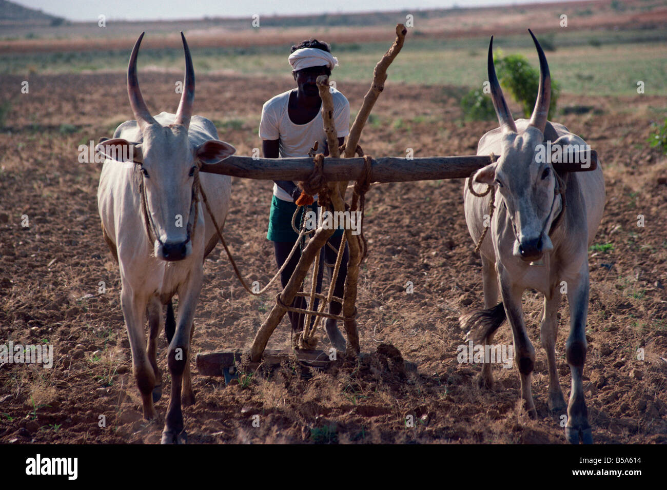 Utilizzando il bestiame per arare Agra Pradesh India L TAYLOR Foto Stock