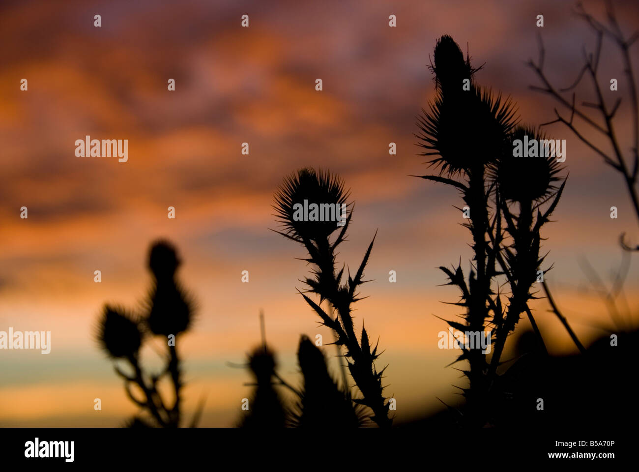 Silhouette di cardi selvatici contro il cielo al tramonto Foto Stock