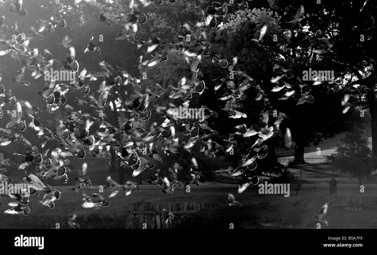 Immagine in bianco e nero di un gregge di piccioni Foto Stock