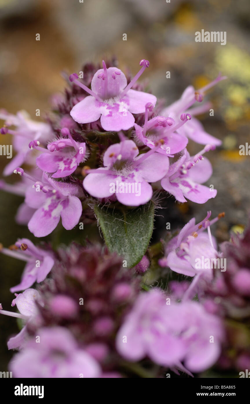 Timo selvatico, thymus polytrichus, Otztal valley, Tirolo, Austria Foto Stock