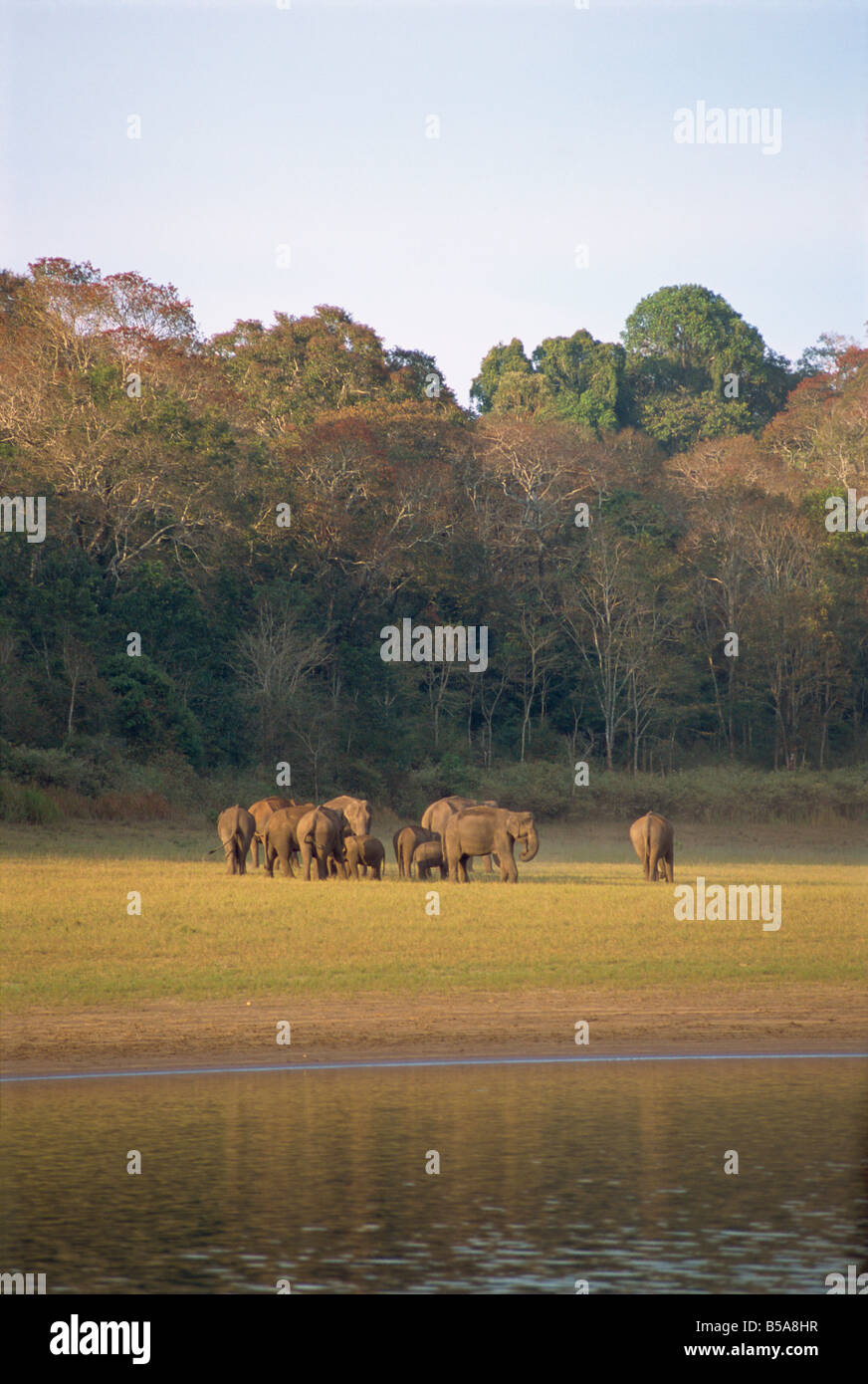 Gli elefanti al del Periyar Wildlife Sanctuary, nei pressi di Thekkady, i Ghati Occidentali, Kerala, India Foto Stock