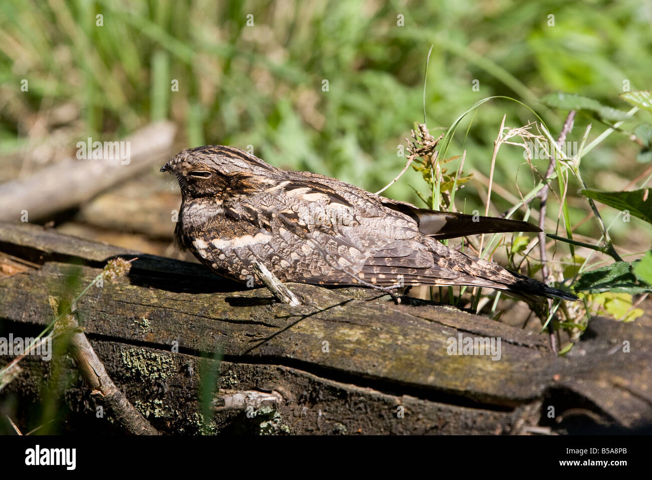 Nightjar europea, caprimulgus europaeus, England, Regno Unito Foto Stock