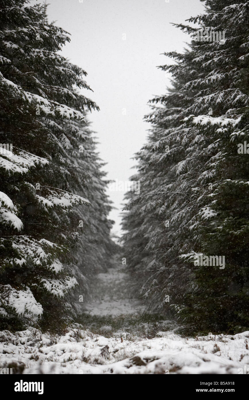 Parafuoco in una foresta di conifere coperto di neve nella contea di Antrim Irlanda del Nord Regno Unito Foto Stock