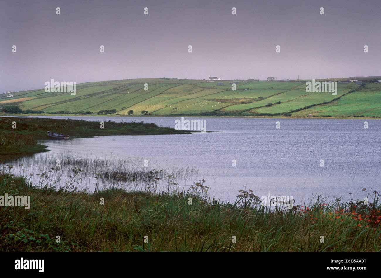 Fiori e nebbia, lago di Carrowmore, nella contea di Mayo, Connacht, Repubblica di Irlanda, Europa Foto Stock