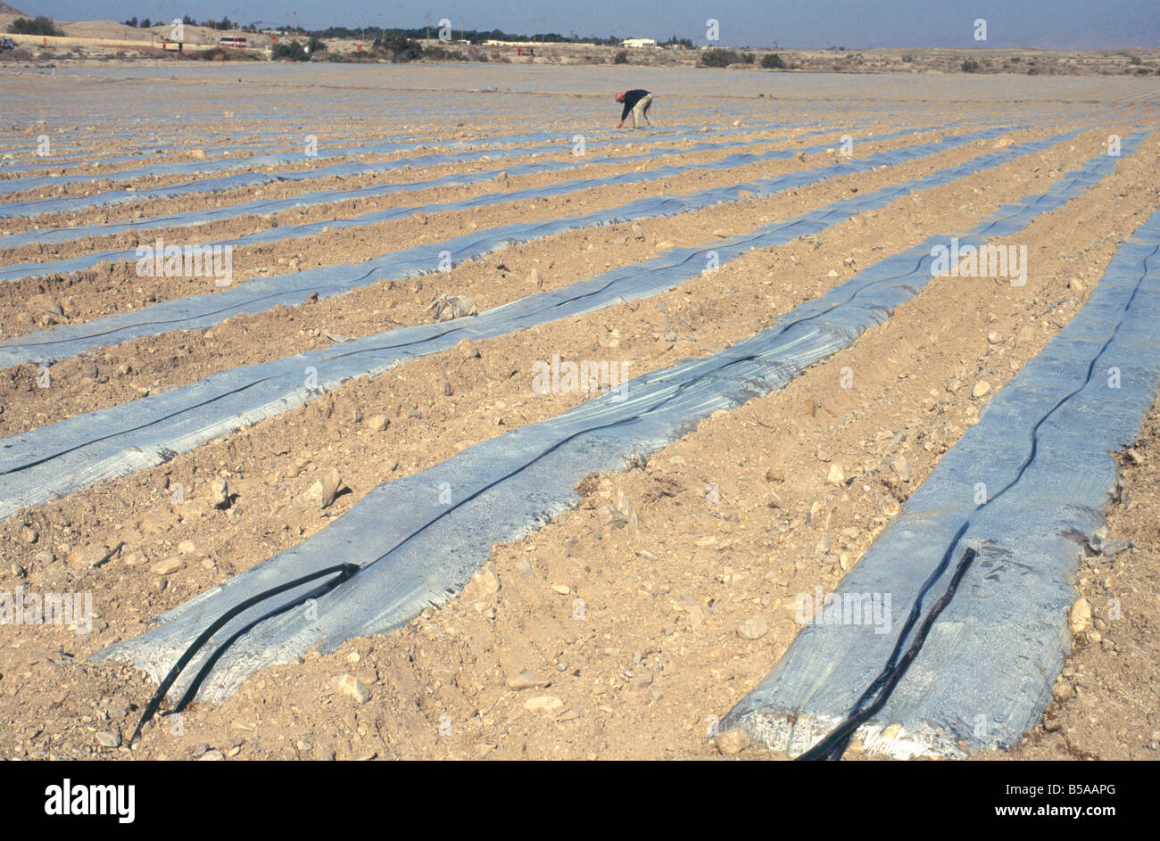 Campo di terreno sabbioso con righe di fogli di plastica sotto il quale crescere le colture con irrigazione di gocciolamento, Qumran area del Mar Morto, Israele Foto Stock