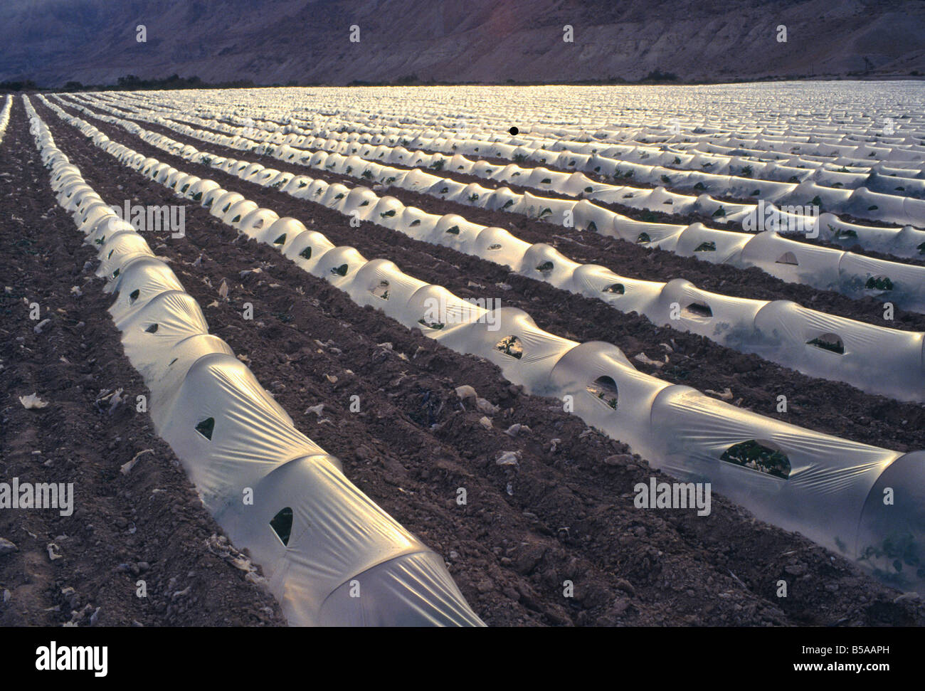 Vista retroilluminato di anguria in crescita in terreno sabbioso sotto teli di plastica, Qumran area del Mar Morto, Israele, Medio Oriente Foto Stock