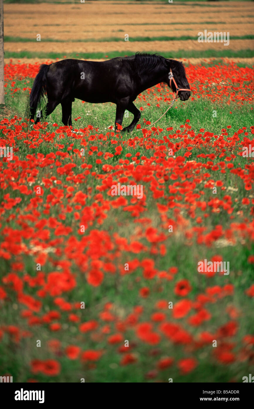 Cavallo nero in campo di papaveri, Chianti, Toscana, Italia, Europa Foto Stock