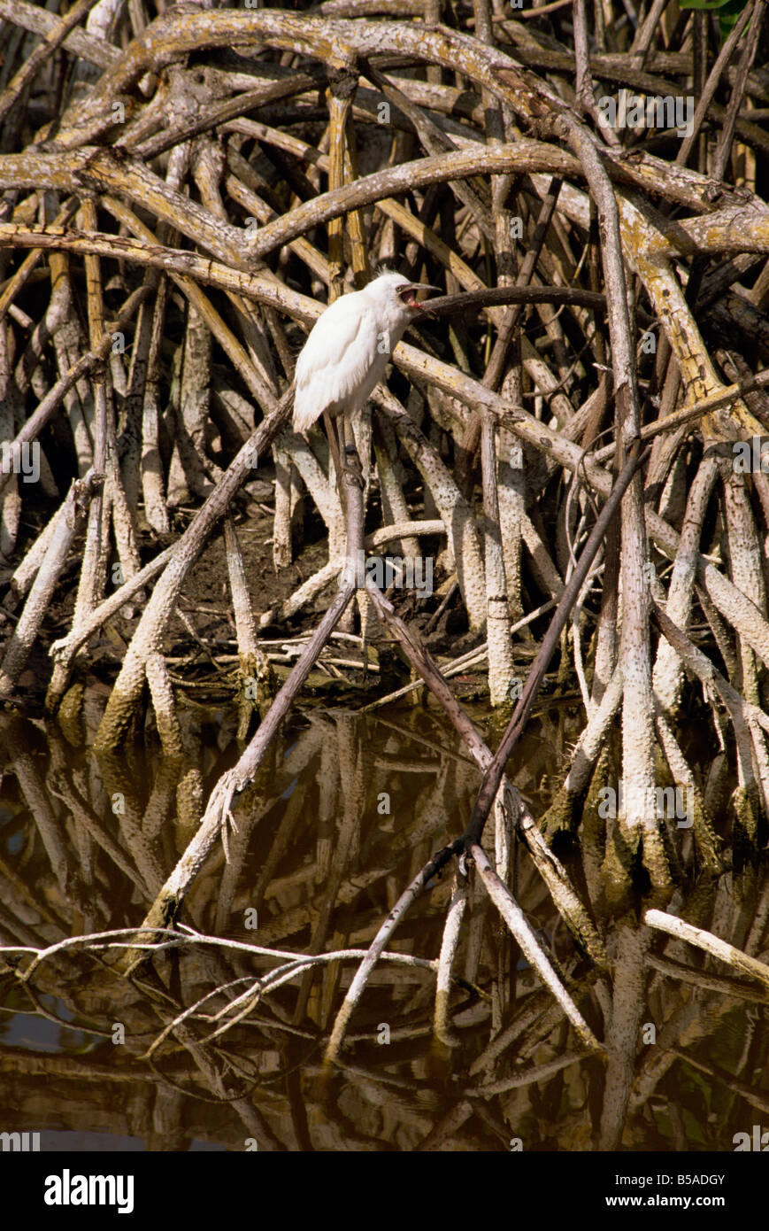 Bird arroccato di mangrovie Giamaica West Indies Caraibi America Centrale Foto Stock