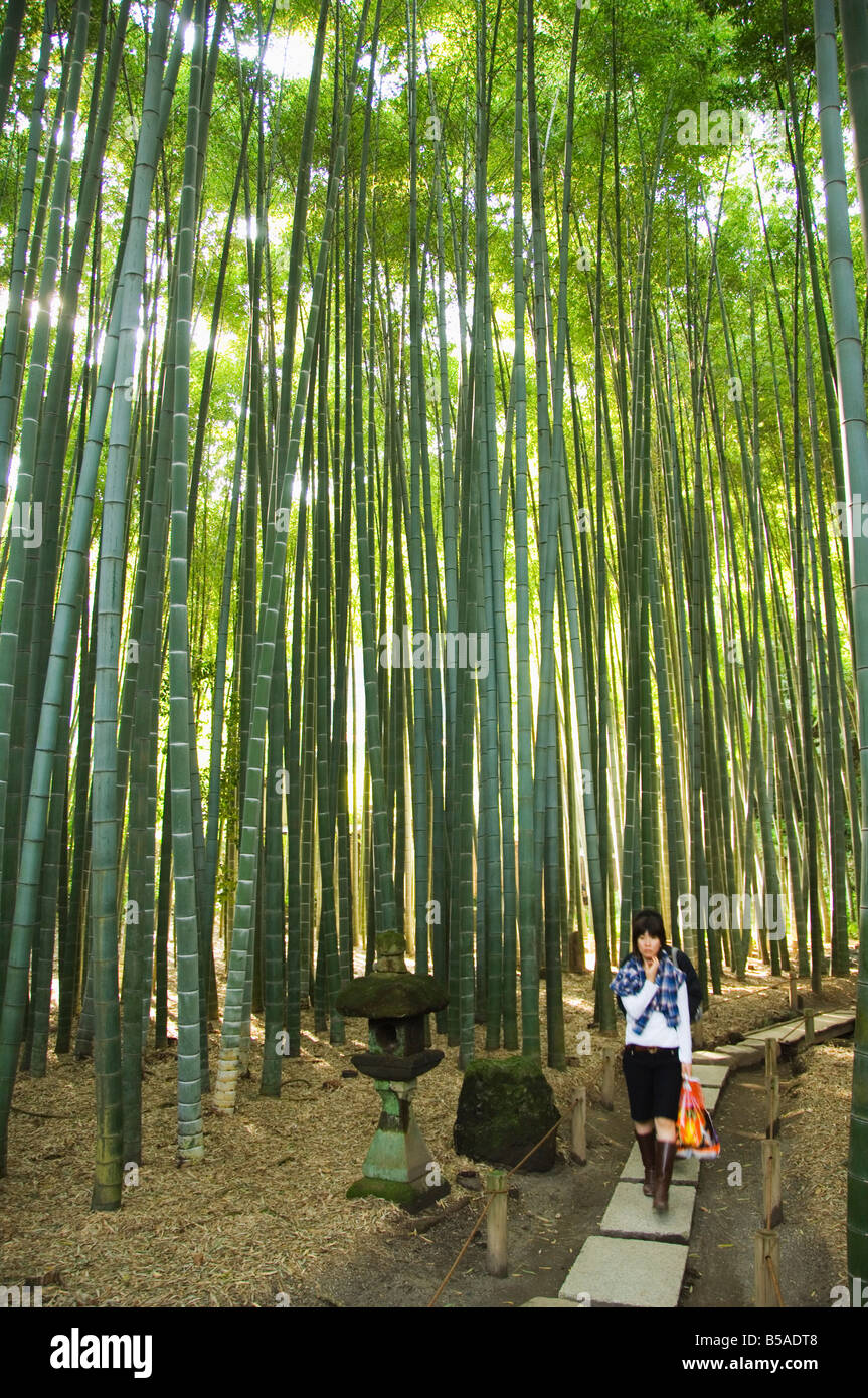 Foresta di Bamboo a Hokoku-ji a Kamakura City, nella prefettura di Kanagawa, isola di Honshu, Giappone Foto Stock