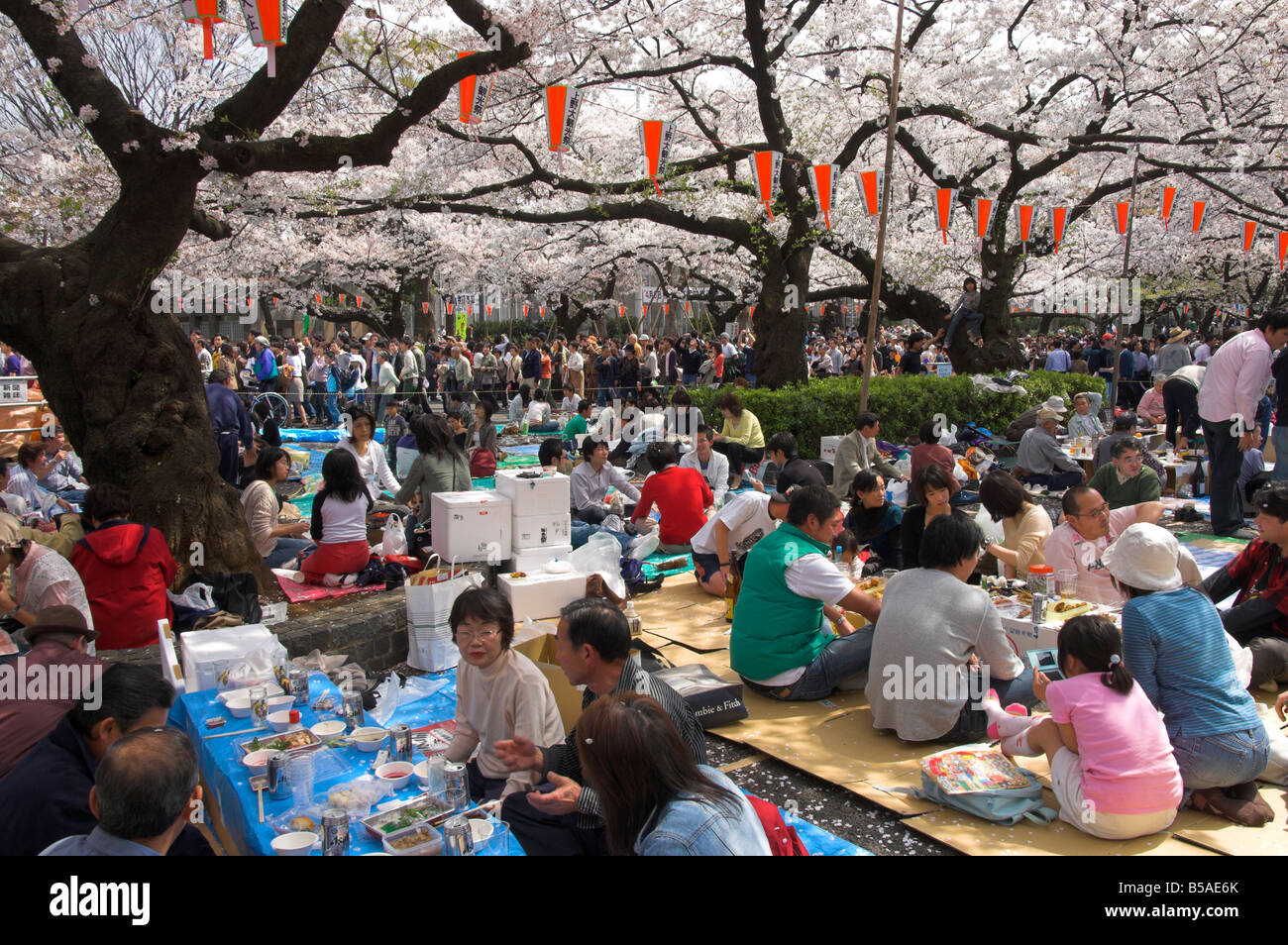 Gruppi di persone aventi picnic sotto gli alberi, Cherry Blossom Festival, Sakura Ueno koen, Tokyo, Honshu, Giappone Foto Stock