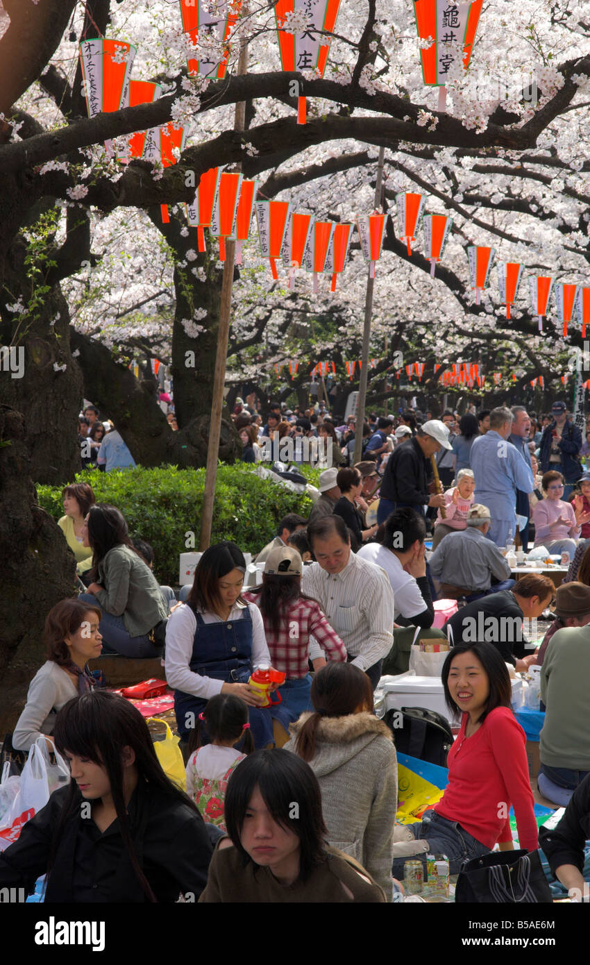 Gruppi di giovani seduti insieme sotto gli alberi, Cherry Blossom Festival, Sakura Ueno koen, Tokyo, Honshu, Giappone Foto Stock