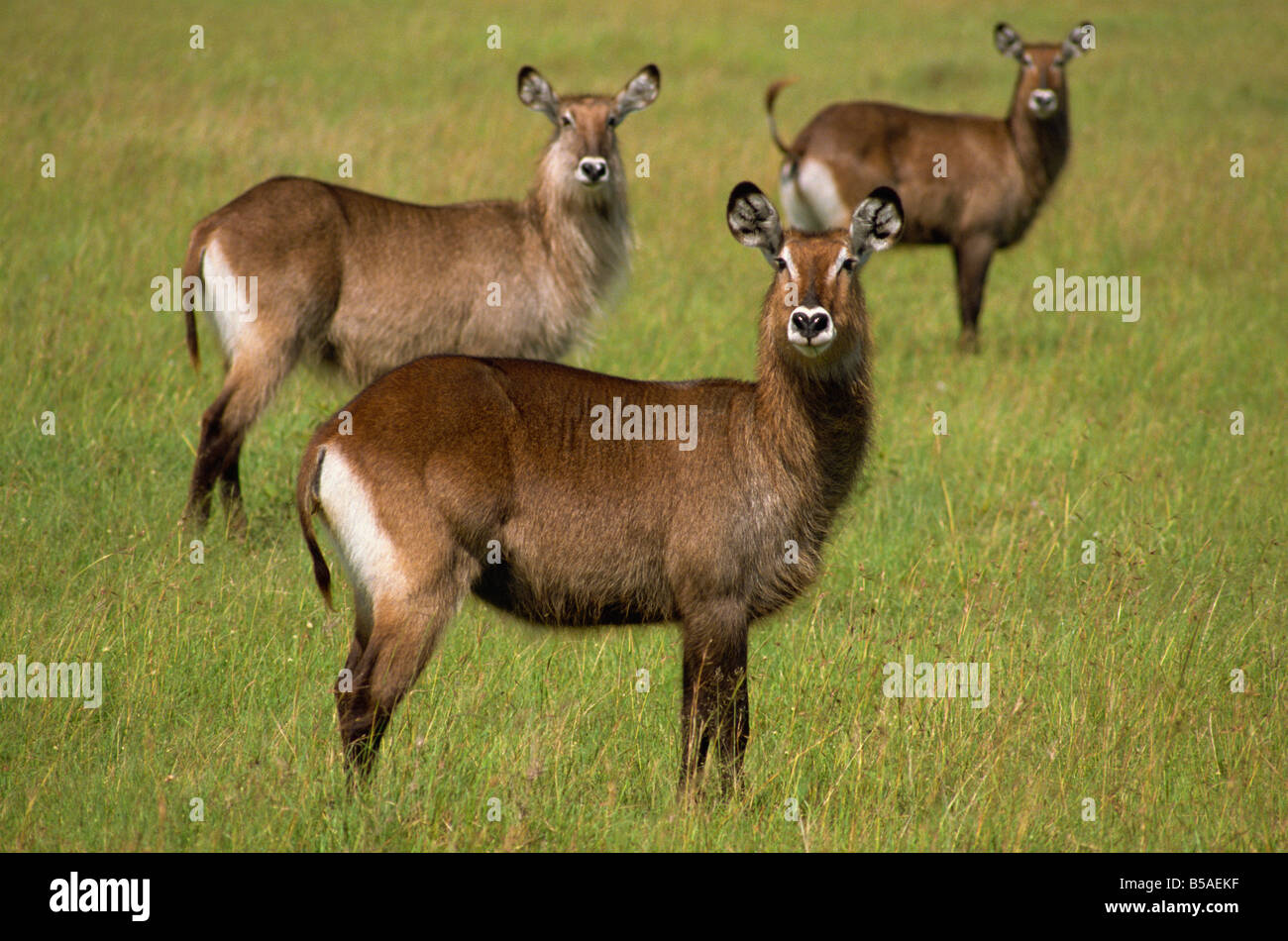 Waterbuck Masai Mara Kenya East Africa Africa Foto Stock