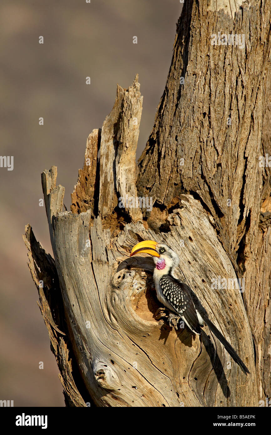 Giallo orientale-fatturati hornbill (Tockus flavirostris) presso il suo nido, Samburu riserva nazionale, Kenya, Africa orientale, Africa Foto Stock