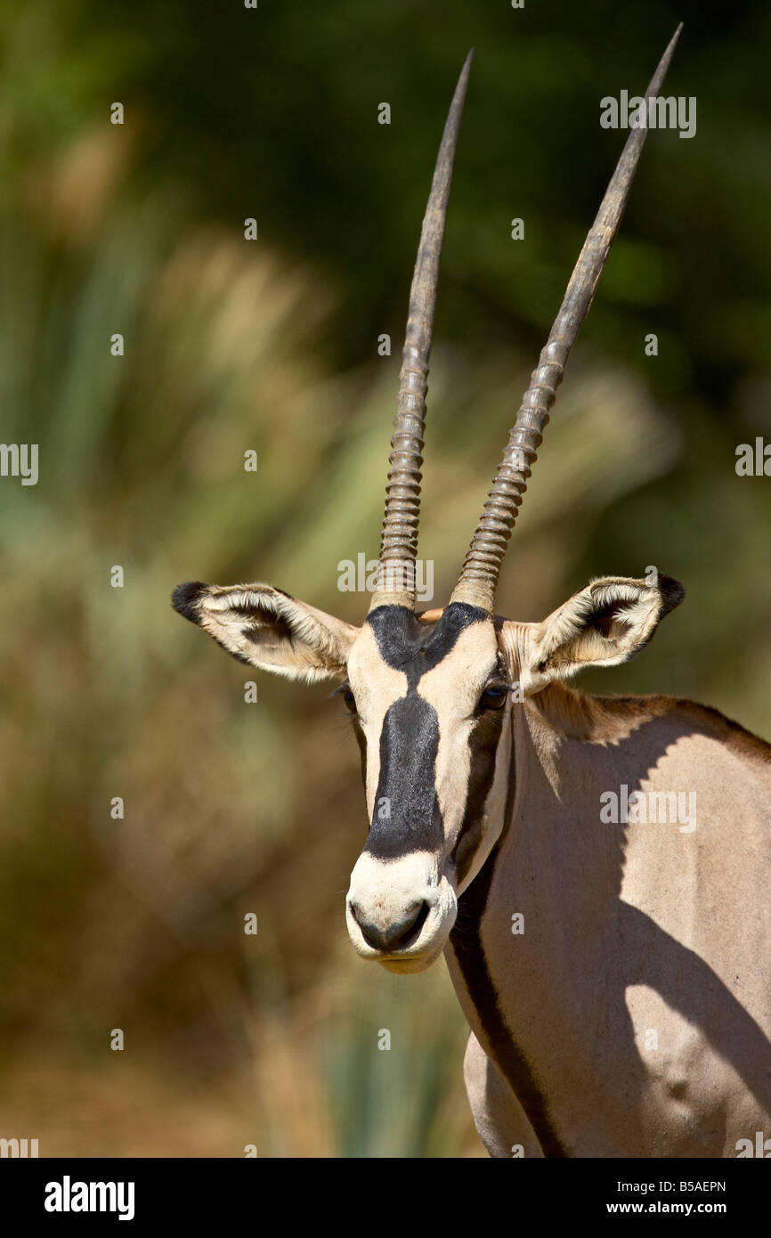 Beisa oryx (East African oryx) (Oryx beisa), Samburu riserva nazionale, Kenya, Africa orientale, Africa Foto Stock