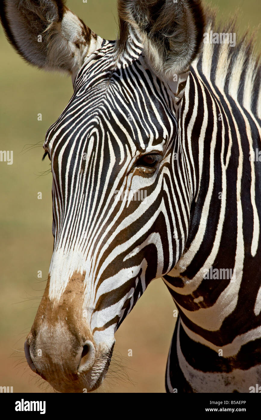 Di Grevy zebra (Equus grevyi), Samburu riserva nazionale, Kenya, Africa orientale, Africa Foto Stock