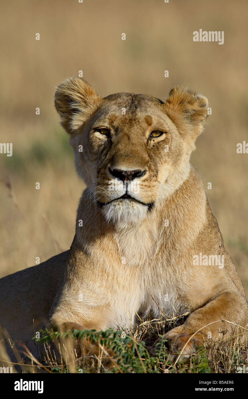 Leonessa (Panthera leo), il Masai Mara riserva nazionale, Kenya, Africa orientale, Africa Foto Stock