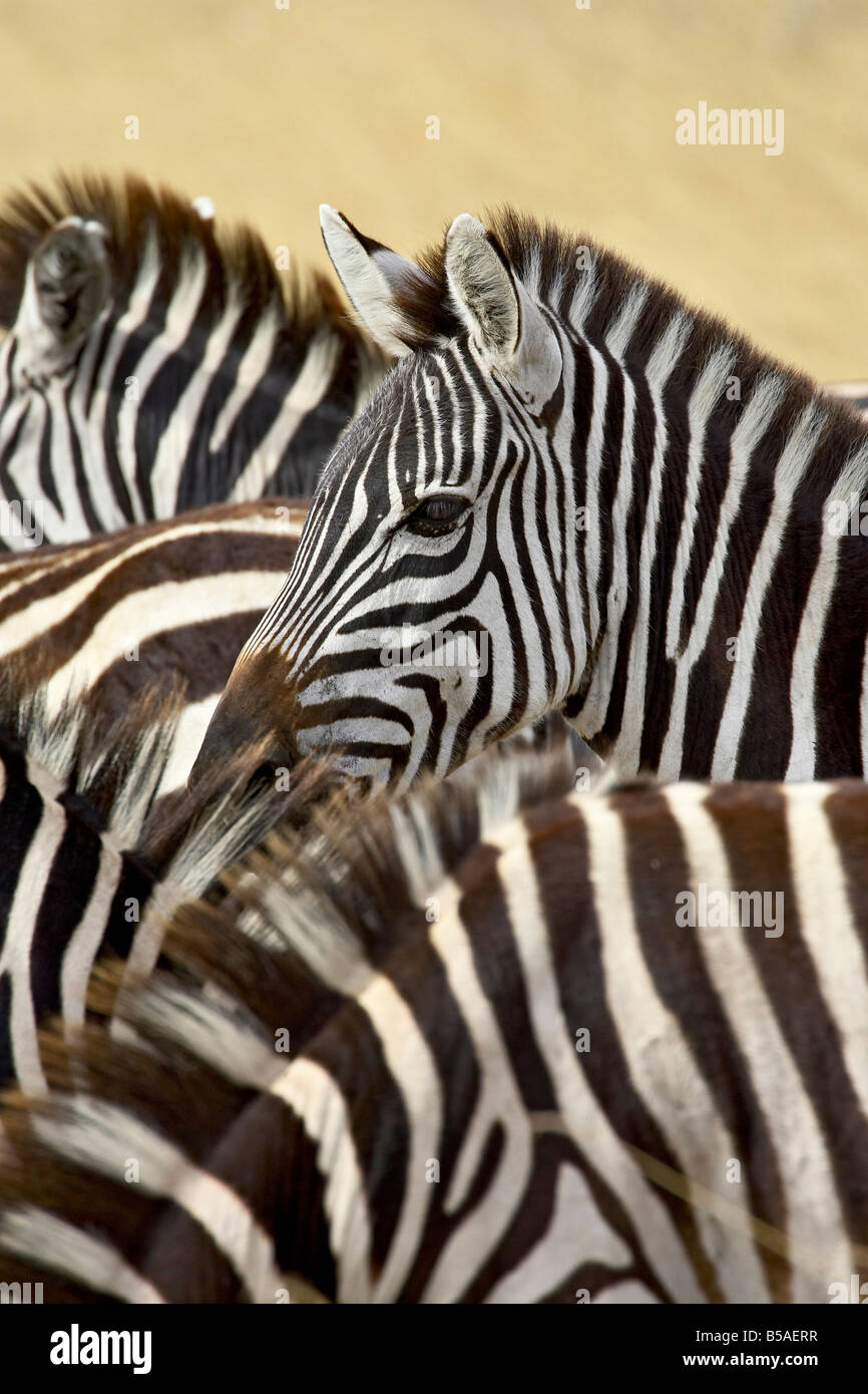 Comune o zebra Burchell's zebra (Equus burchelli), il Masai Mara riserva nazionale, Kenya, Africa orientale, Africa Foto Stock