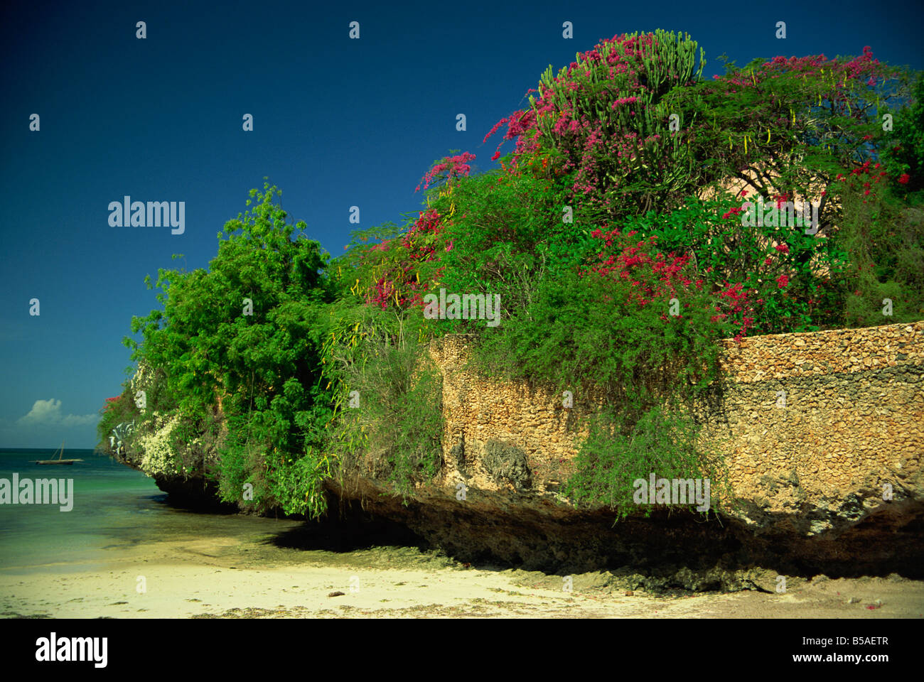 Bougainnvilla lungo la parete accanto al mare Malindi Kenya J Strachan Foto Stock