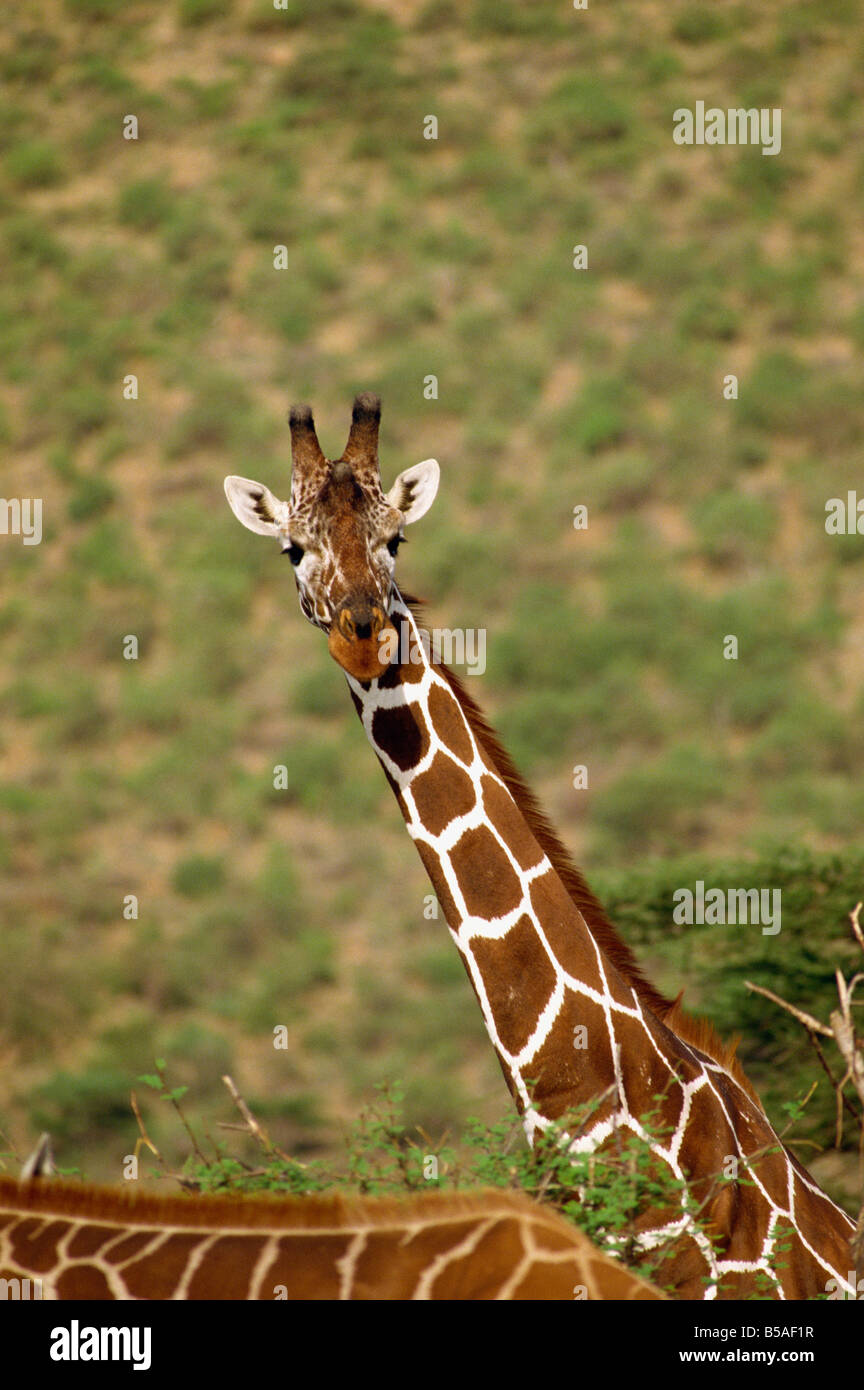 Giraffa reticolata Samburu Riserva nazionale del Kenya East Africa Africa Foto Stock