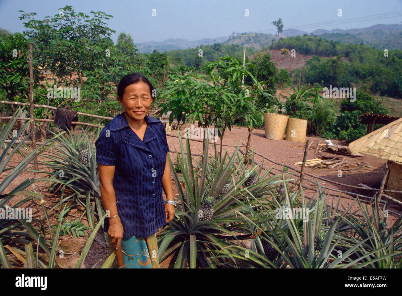 Rimpatriando Hmong crescente ananassi, Laos, Indocina, sud-est asiatico Foto Stock