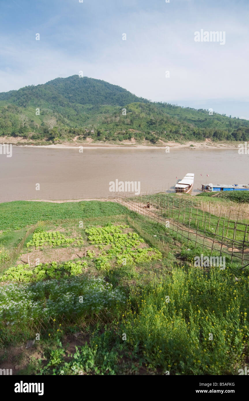 Colture sul lato del fiume Mekong al Gom Dturn, a Lao Luong villaggio nella zona del Triangolo d'oro di Laos, Indocina, sud-est asiatico Foto Stock Colture sul lato del fiume Mekong al Gom Dturn, a Lao Luong villaggio nella zona del Triangolo d'oro di Laos, Indocina, sud-est asiatico Foto Stock