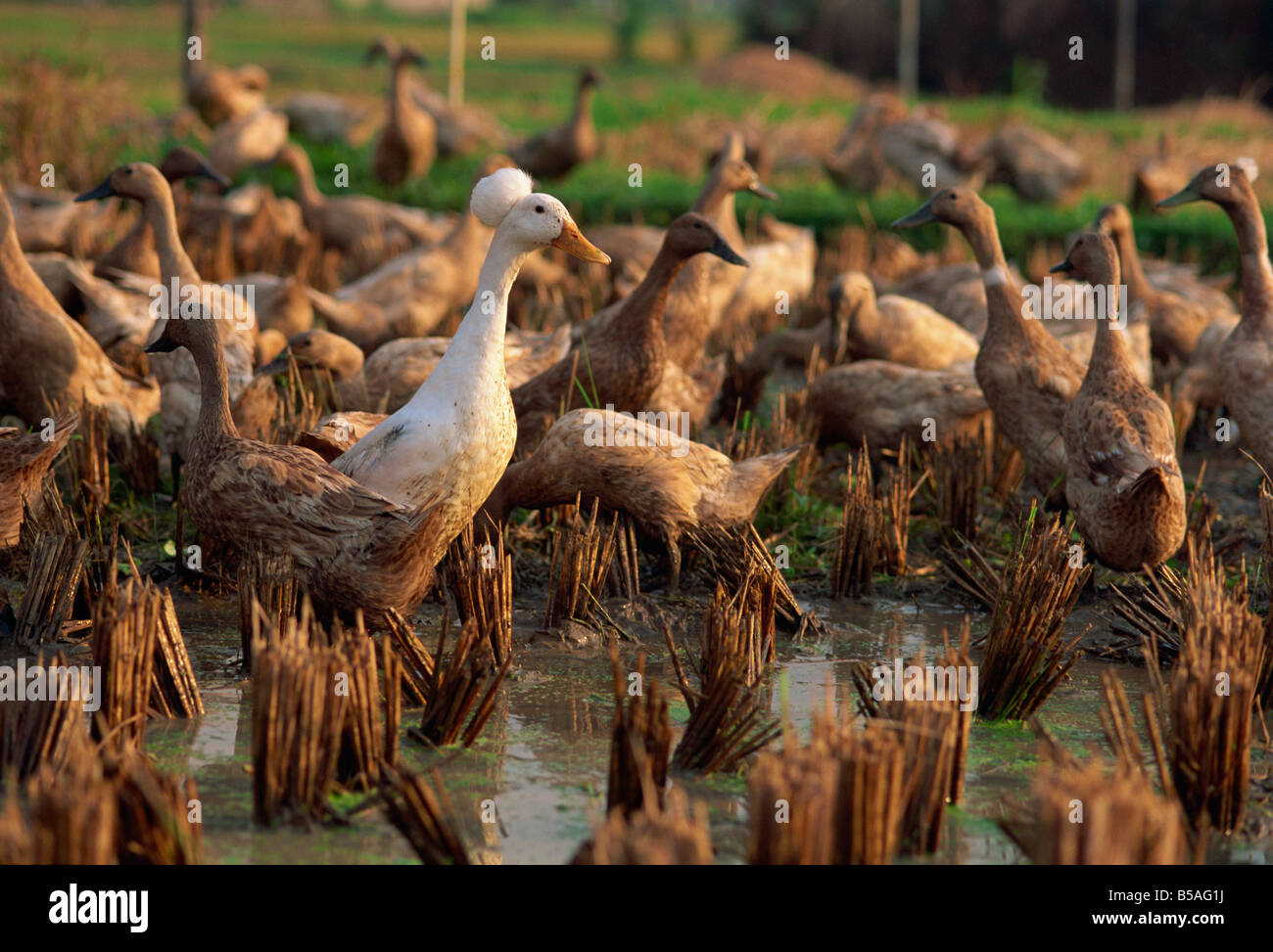 Le anatre domestiche alimentando in risaia a Ubud, centro di Bali, Indonesia, sud-est asiatico Foto Stock
