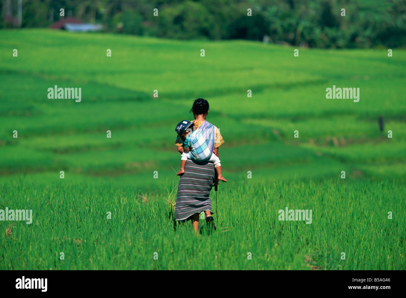 La madre e il bambino in terrazze di riso di Ruteng, Flores, Indonesia, sud-est asiatico Foto Stock
