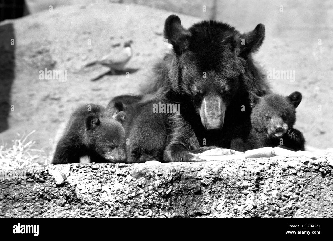 I tre-alcuni, tre orsi neri chiamato Daphne, Chloe e Montmorency le partite giocate con la loro madre Bessie nei loro penna mentre Foto Stock