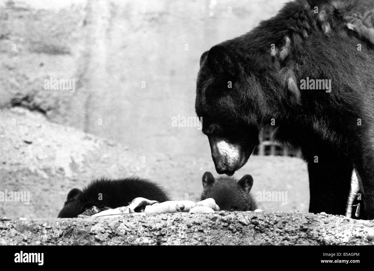 I tre-alcuni, tre orsi neri chiamato Daphne, Chloe e Montmorency le partite giocate con la loro madre Bessie nei loro penna mentre Foto Stock