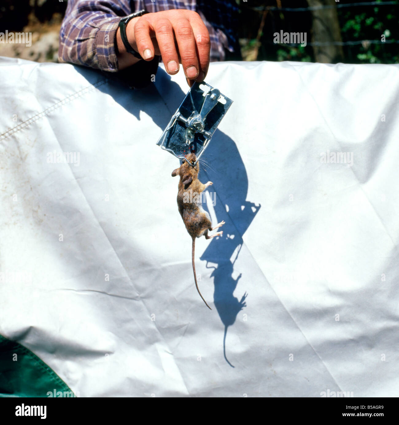 Un uomo con un mouse catturati in una trappola Foto Stock