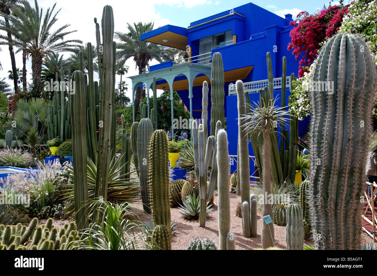 Cactus nel Giardino Majorelle, Marrakech, Marocco, Africa Foto Stock