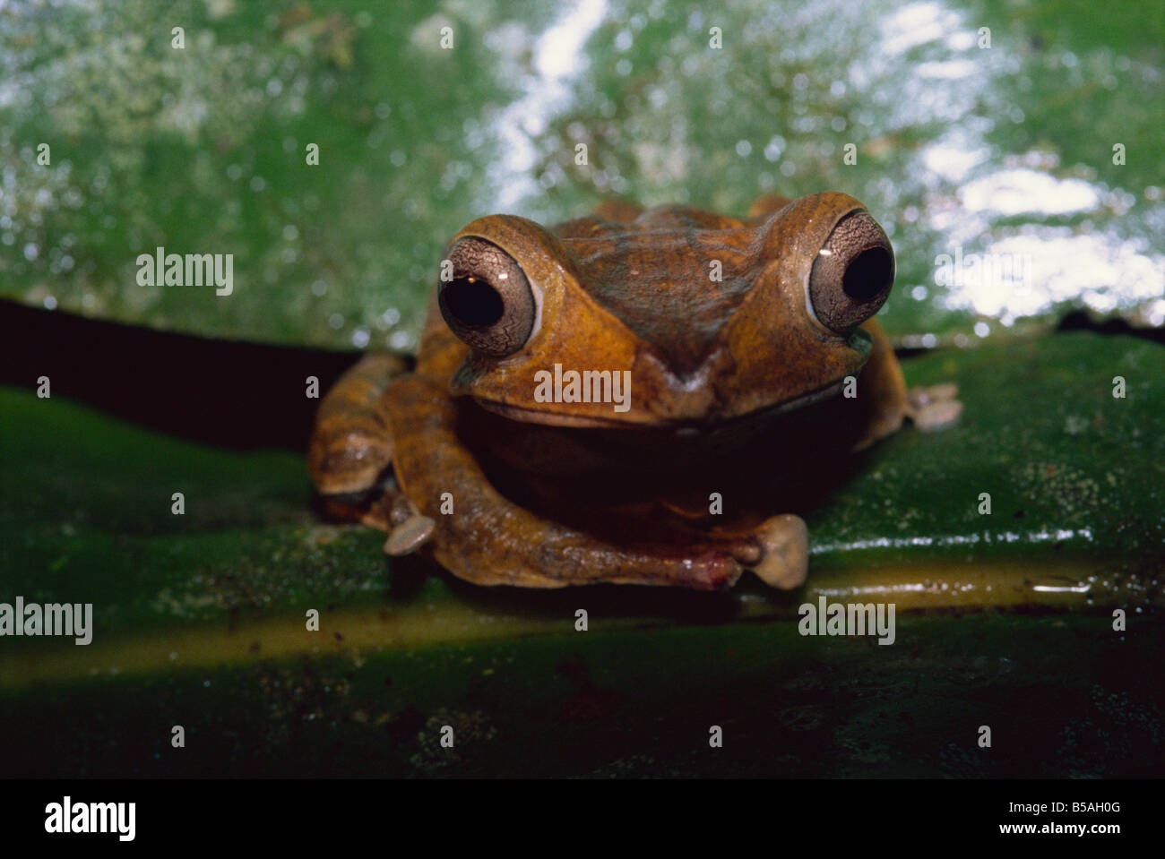 File eared raganella nella foresta pluviale vergine in Danum Valley Conservation Area, Sabah, Malesia, Borneo, Asia Foto Stock