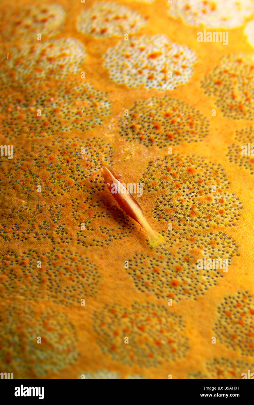 Gamberetti mimetizzata per la vita sulla superficie di una stella cuscino, Sabah Borneo, Malaysia, sud-est asiatico Foto Stock