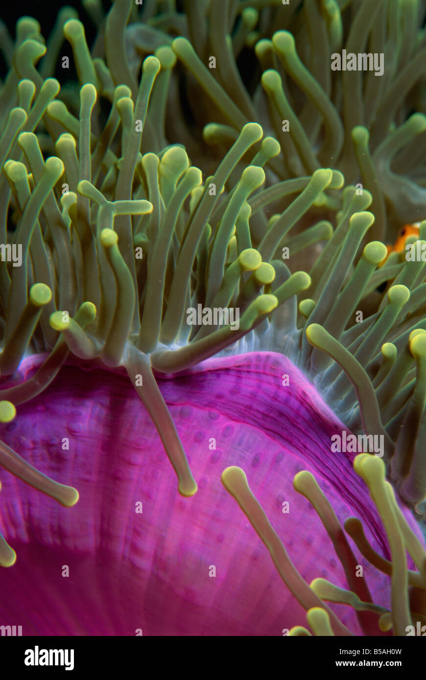 Anemoni gigante, prolifica in tutto l'Indo-Pacifico, Sabah Borneo, Malaysia, sud-est asiatico Foto Stock