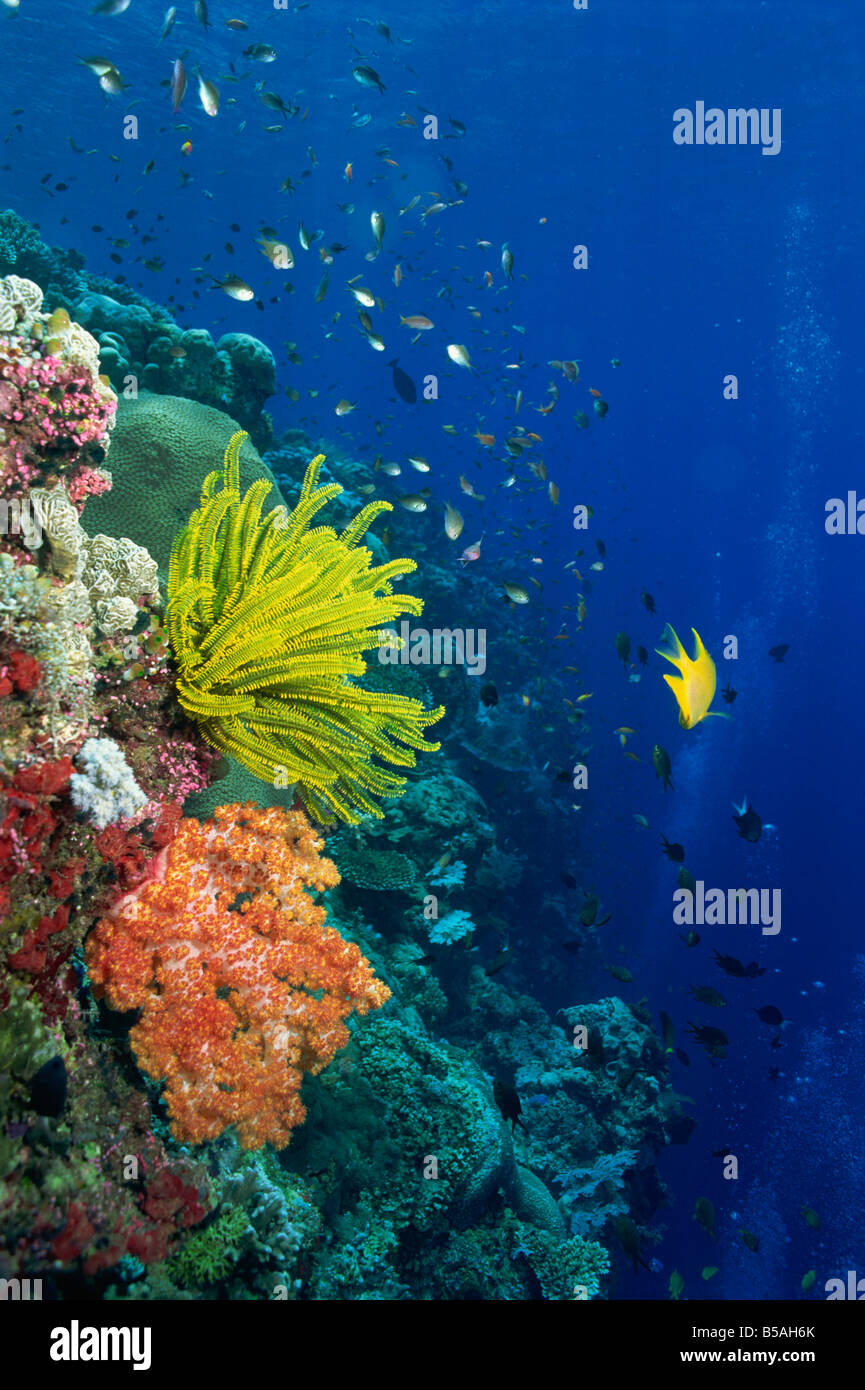 Top poco profonda del reef che serve come un vivaio di giovani pesci Sabah Malaysia L Murray Foto Stock