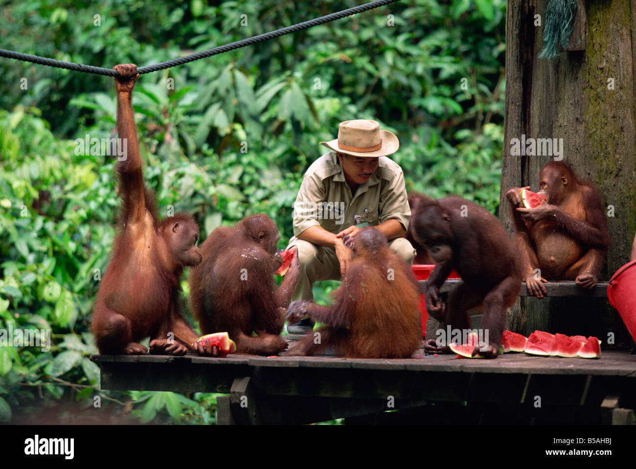 Riabilitato oranghi dalla foresta alimentazione al Sepilok orango santuario nella punta settentrionale del Borneo, Sabah, Malaysia Foto Stock