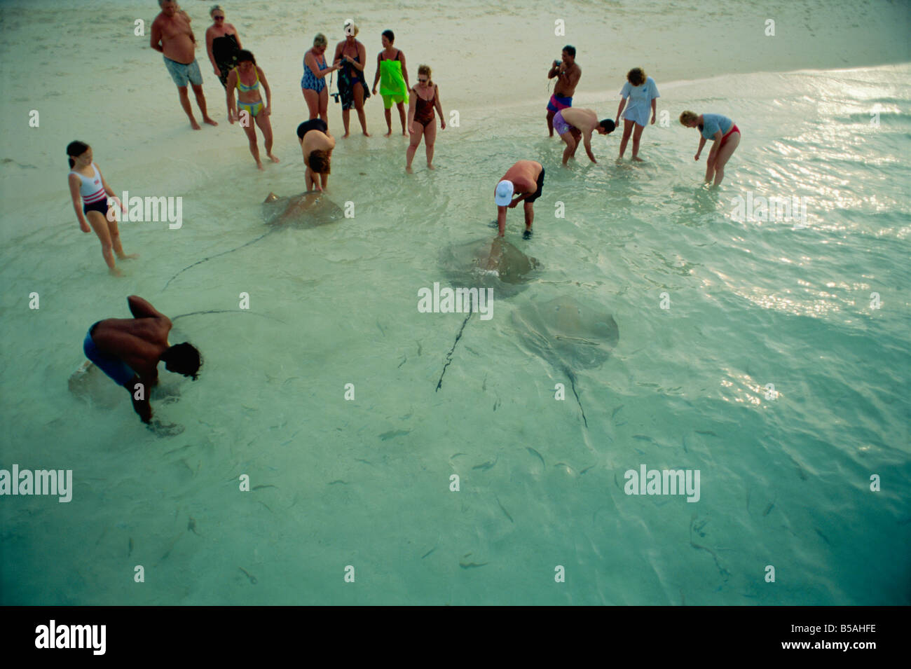Sting rays, Nakatchafushi, Maldive, Oceano Indiano Foto Stock