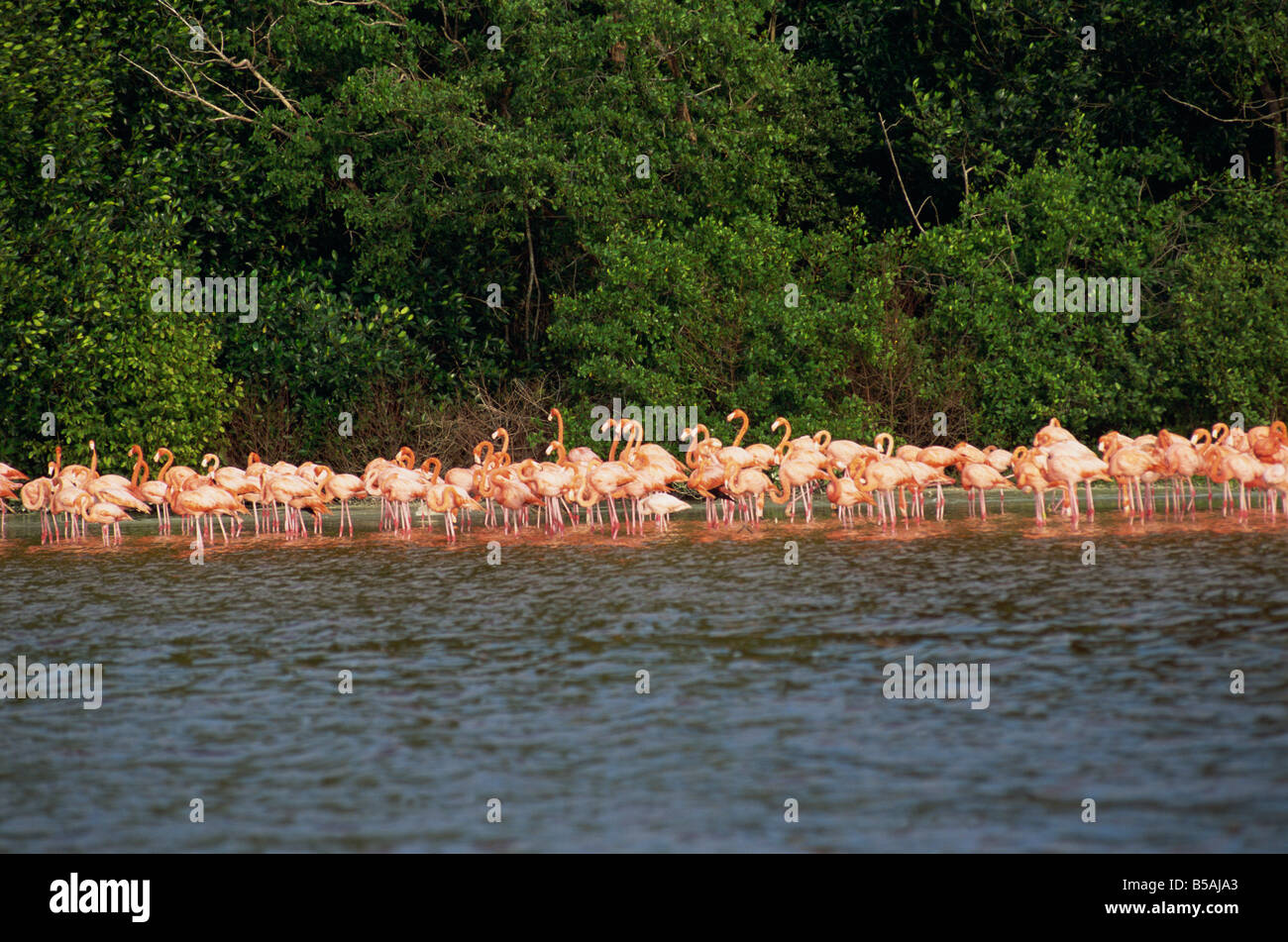 Fenicotteri rosa, Celestun National Wildlife Refuge, Celestun, Yucatan, Messico, America del Nord Foto Stock