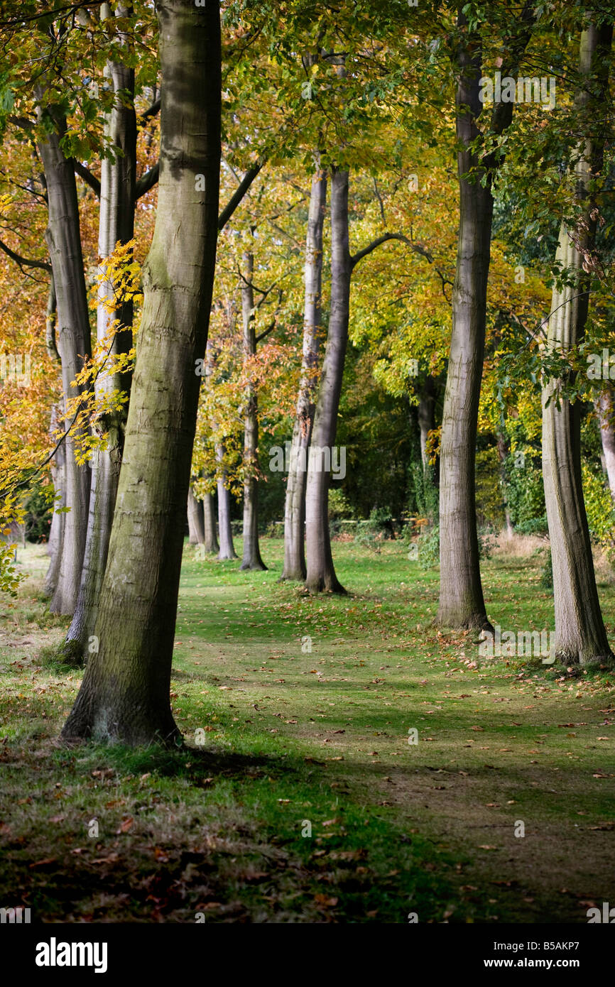 Inglese Bosco in autunno Foto Stock