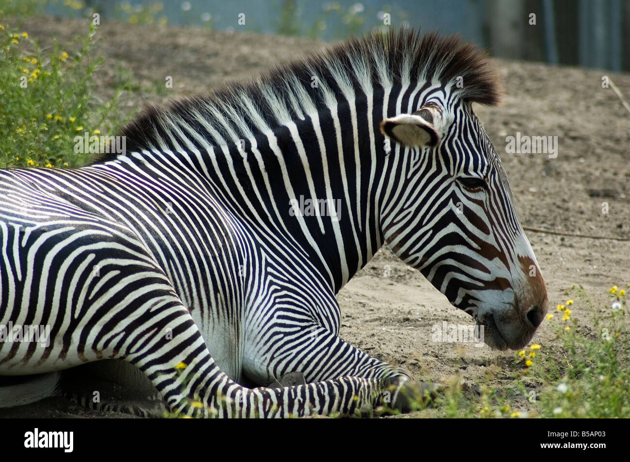 Zebra di relax al sole Foto Stock