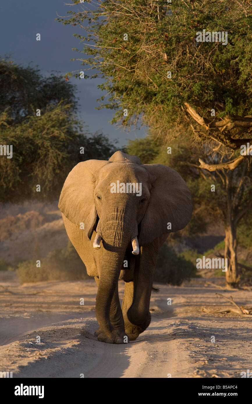 Deserto-abitazione elefante africano (Loxodonta africana africana), Namibia, Africa Foto Stock