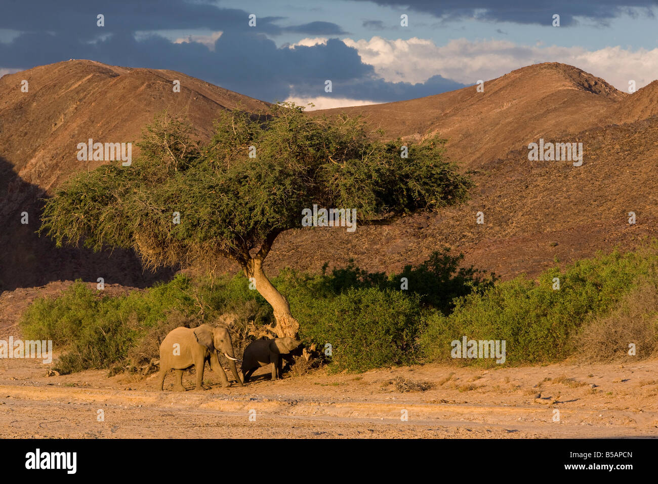 Deserto-abitazione elefante africano (Loxodonta africana africana) nel letto asciutto del fiume, Namibia, Africa Foto Stock