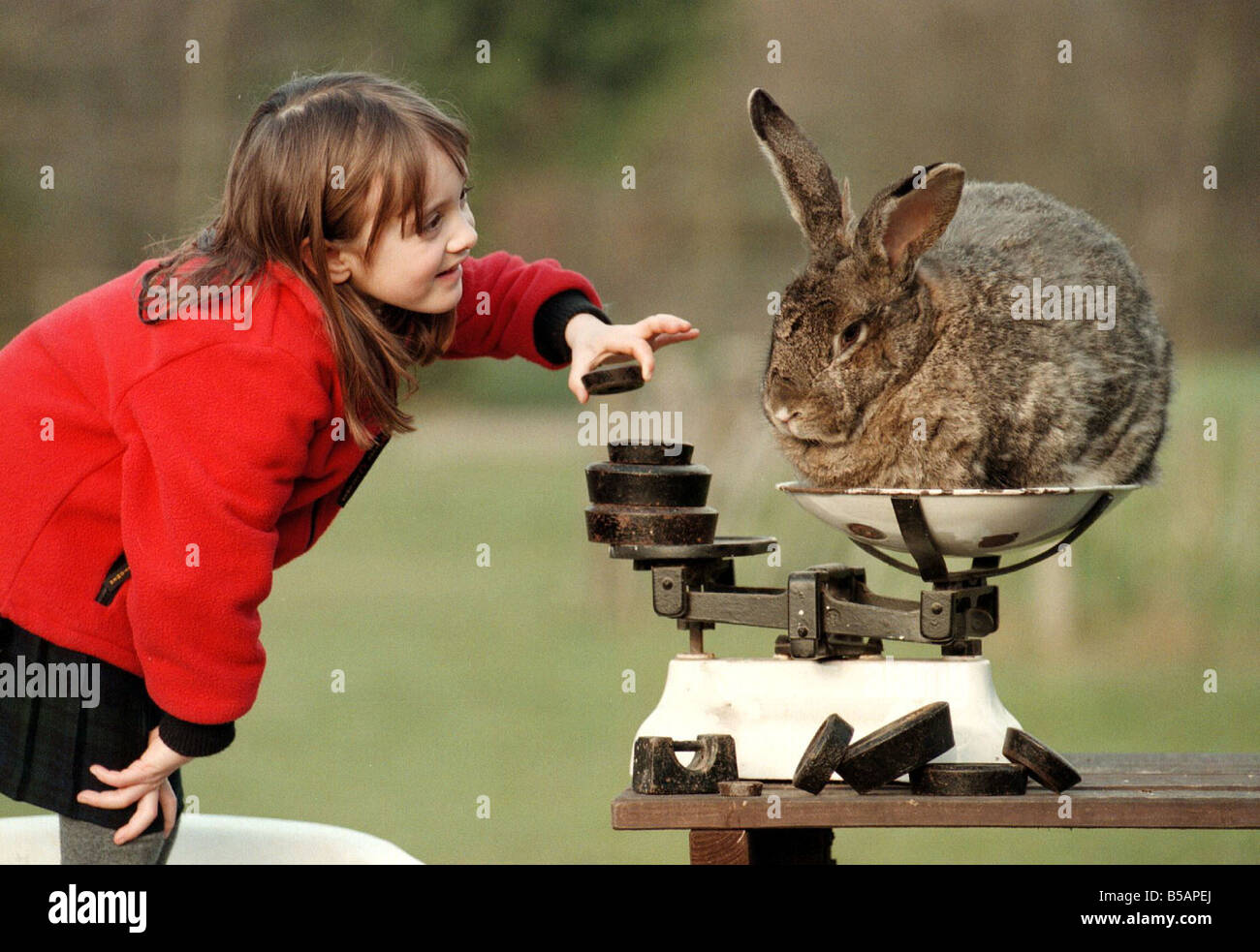 Edith Everest di età compresa tra i sei con Bodmin il coniglio Marzo 1999 a Stoneywish Country Park in Ditchling tentando di pesare il Gigante fiammingo Bodmin Foto Stock