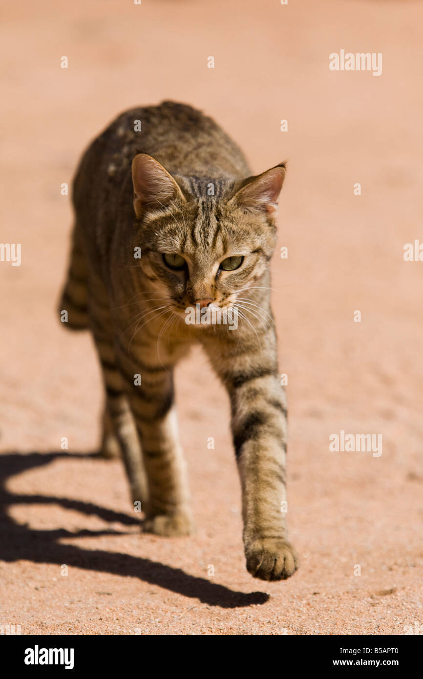 African gatto selvatico (Felis libyca), Namibia, Africa Foto Stock
