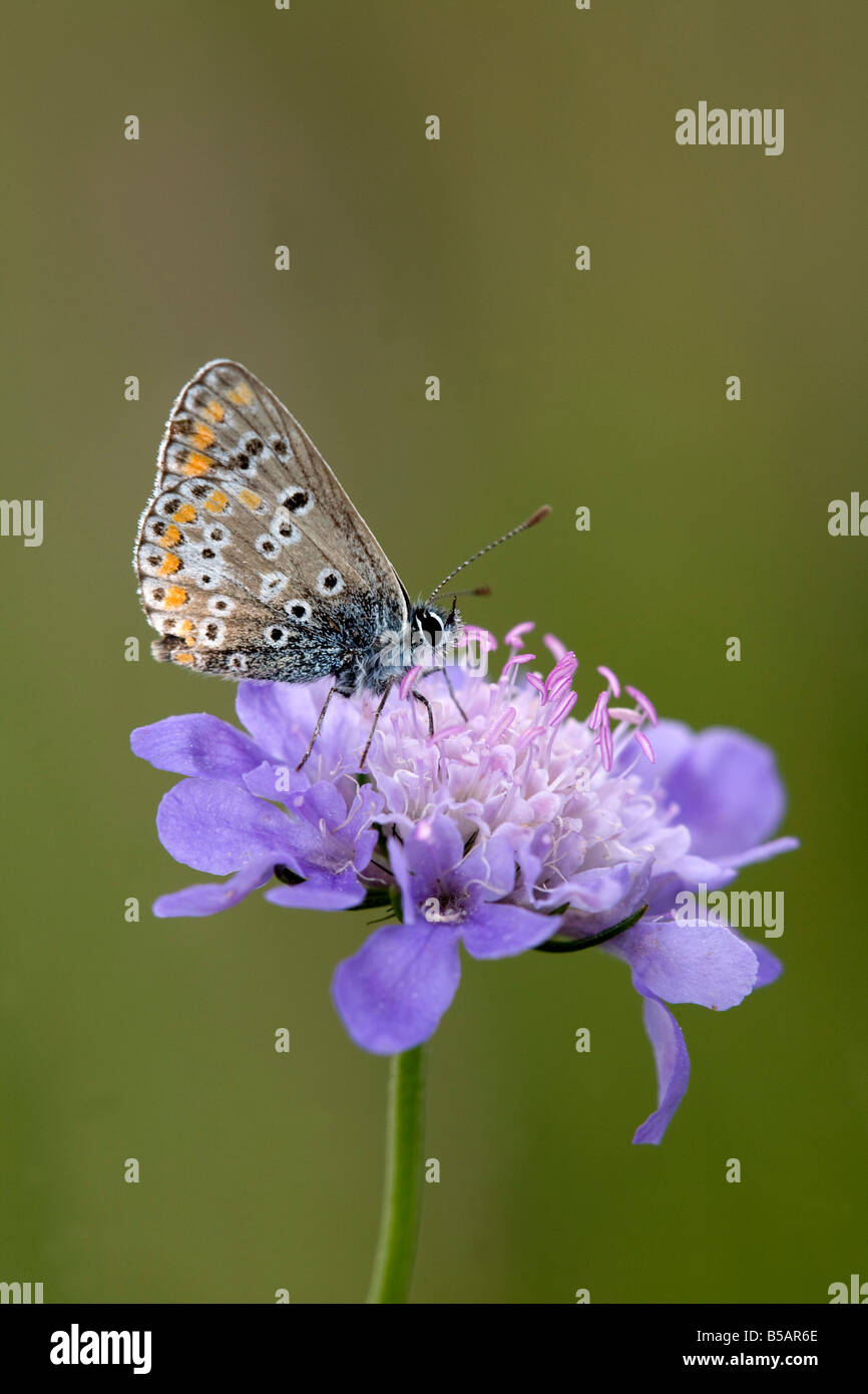 Comune di blue butterfly Polyommatus icarus femmina Foto Stock